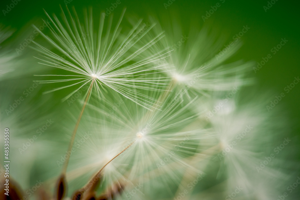 Naklejka premium White dandelion seed head on green background