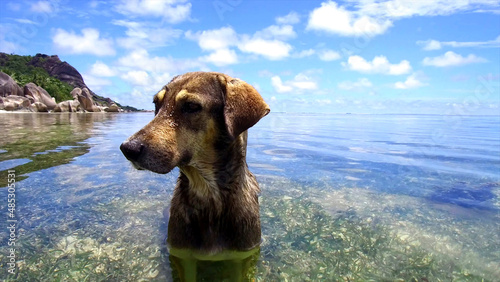 dog in the water