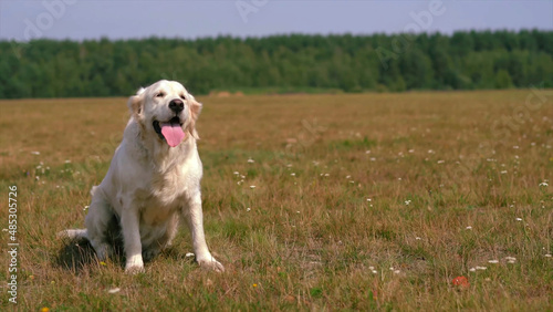 golden retriever dog © Grapong