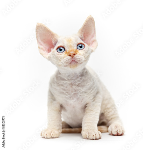 Cute devon rex kittens. Funny kittens of the Devon Rex breed close-up on a white background.