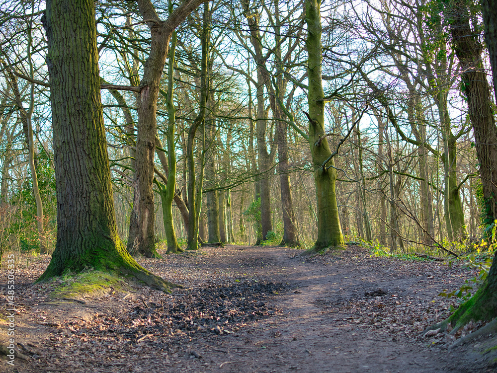 Naklejka premium A muddy path through trees and fallen leaves in late afternoon winter sunshine. Taken in a public park in north western England in the UK.