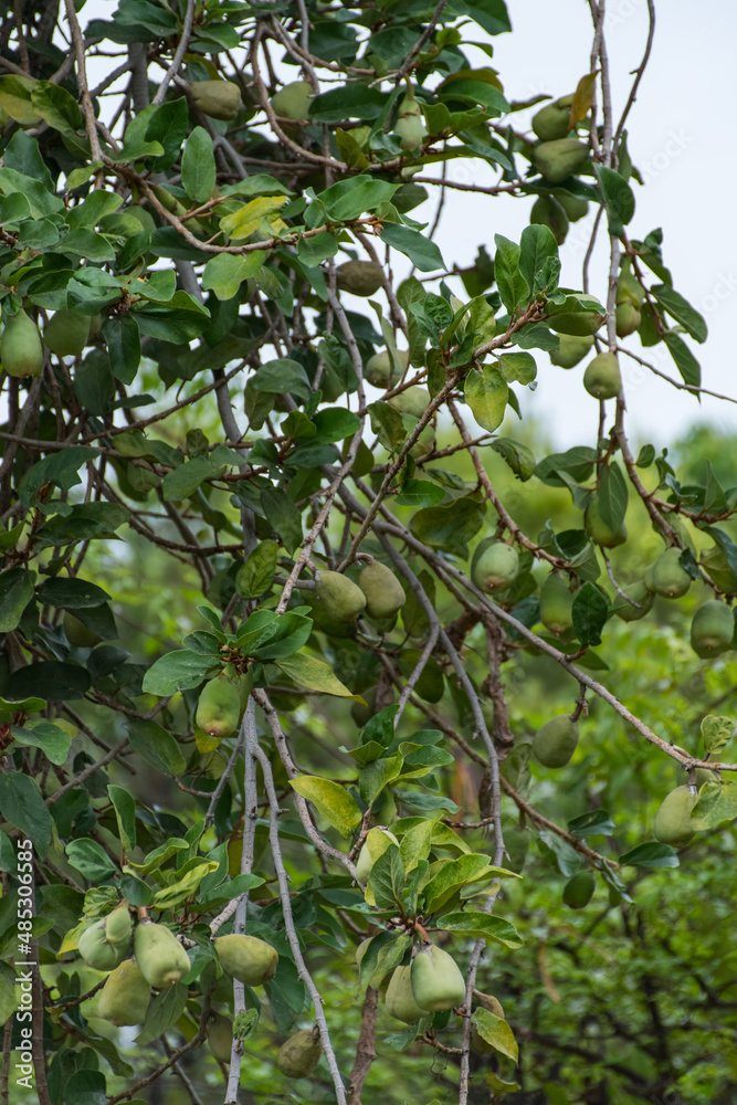 Figs of Creeping fig (Ficus pumila) Figs of Creeping fig (Ficus pumila)
