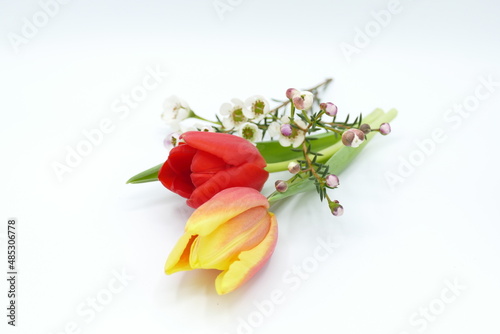 arrangement of spring flowers tulips against white background #485306778