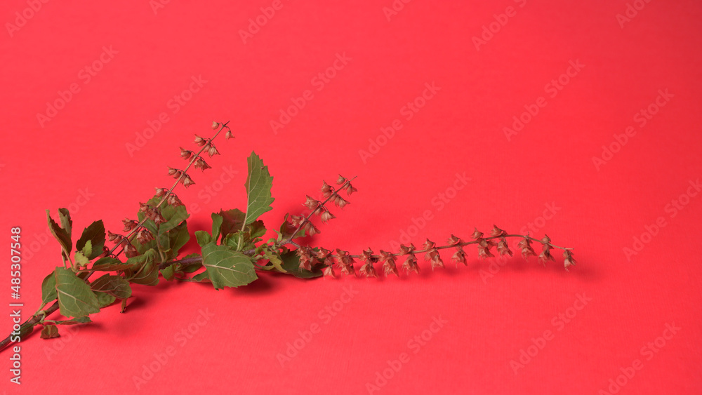 Holy basil, tulasi or tulsi, is an aromatic perennial plant in the