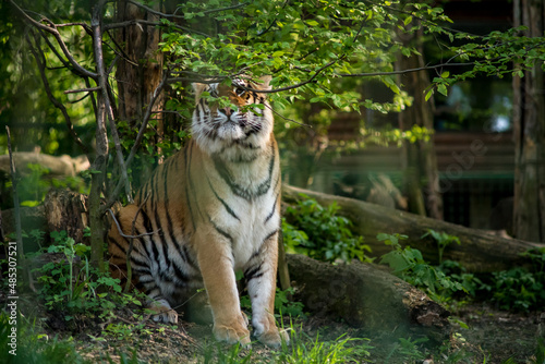 Bengal tiger. The Bengal tiger population is the largest. It is the national animal of the state of Bangladesh - historical Bengal. 