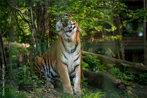 Bengal tiger. The Bengal tiger population is the largest. It is the national animal of the state of Bangladesh - historical Bengal. 