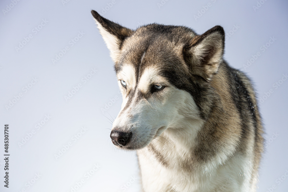 Head of Siberian Husky looking down in a blue setting