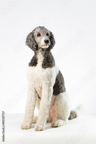 Kingspoodle dog sitting isolated on white looking to the right