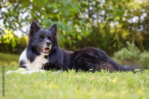 Border collie dog