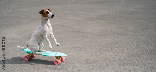 Fototapeta Naklejka Na Ścianę i Meble -  The dog rides a penny board outdoors. Jack russell terrier performing tricks on a skateboard
