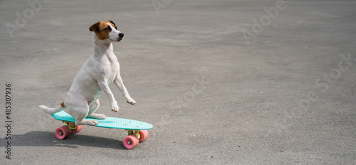 The dog rides a penny board outdoors. Jack russell terrier performing tricks on a skateboard photo