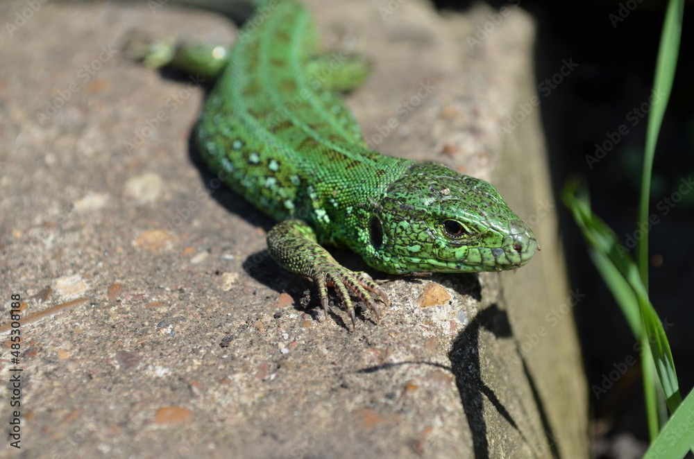 Green lizard on the stone.