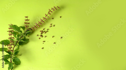 Holy basil, tulasi or tulsi, is an aromatic perennial plant in the family Lamiaceae.Tulsi is kept on earthenware.Is also known as Ayurvedic Tulsi (Queen of herbs).
