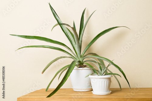 Pineapple plants in pot on table