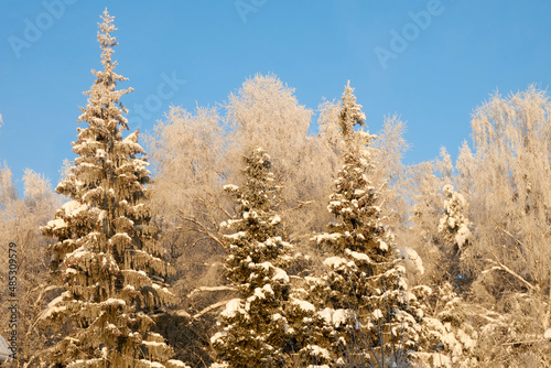Beautiful birchs and snow-covered firs against the blue sky. Birch branches are covered with frost. The winter sun illuminates the white trees and gives it a golden color