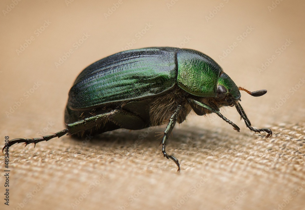 bug on a leaf bug on a leaf