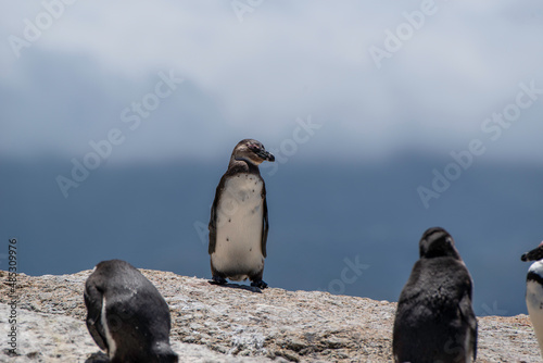 African penguin (Spheniscus demersus)