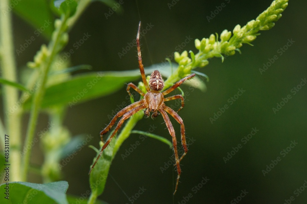 spider on a leaf spider on a leaf