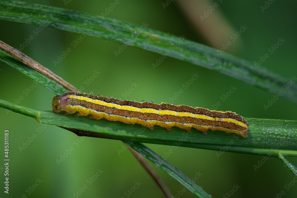 yellow caterpillar on a leaf