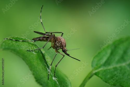 a mosquito on a plant 