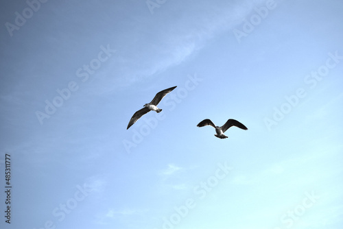 Two Seagulls flying on a blue sky, copy space. Ocean theme background. 