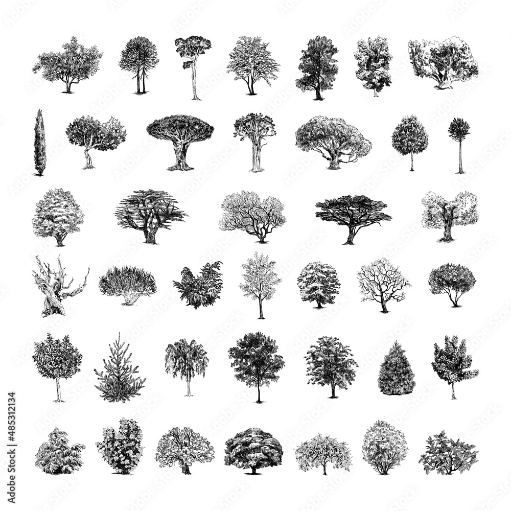 Collection Of Monochrome Illustrations Of Trees In Sketch Style. Hand 