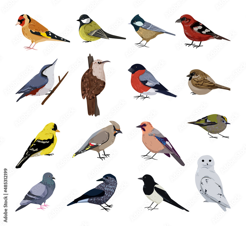 Winter Birds Names