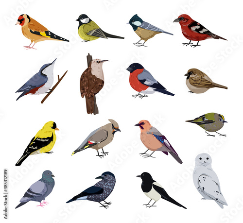 Collection of realistic winter birds. Detailed illustrations. photo
