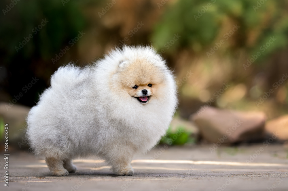 happy pomeranian spitz puppy standing outdoors in summer