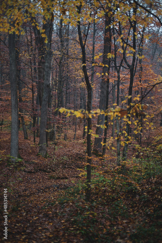 Autumn fall forest in Carpathian mountains