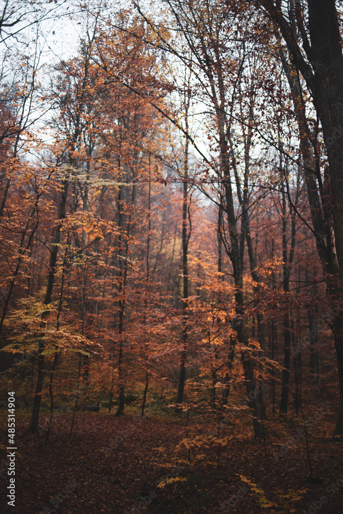 Beautiful autumn forest in Carpathian region. Fall in the mountains