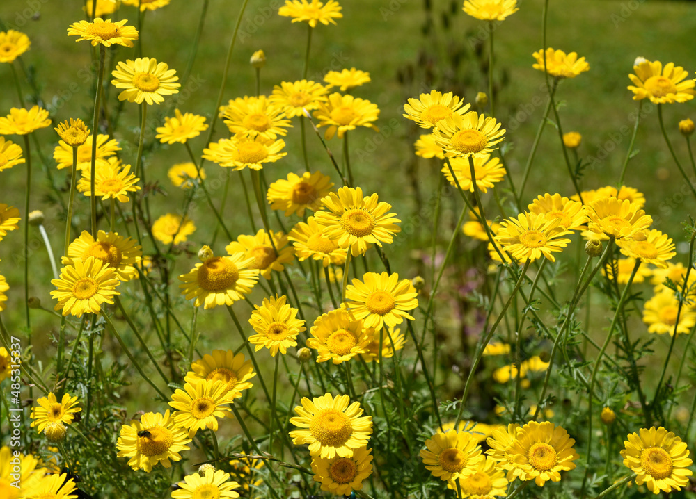 Anthemis tinctoria Anthemis tinctoria