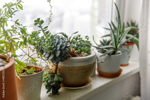 Succulents, Echeveria and other indoor plants on the windowsill