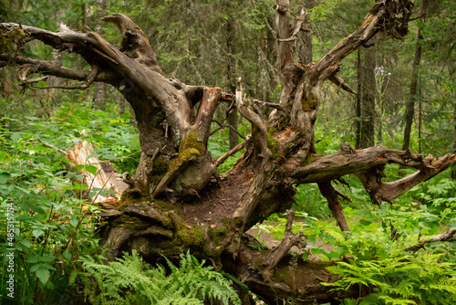 Withered tree on the background of the forest. Mount Iremel, Russia  © NickiTerr