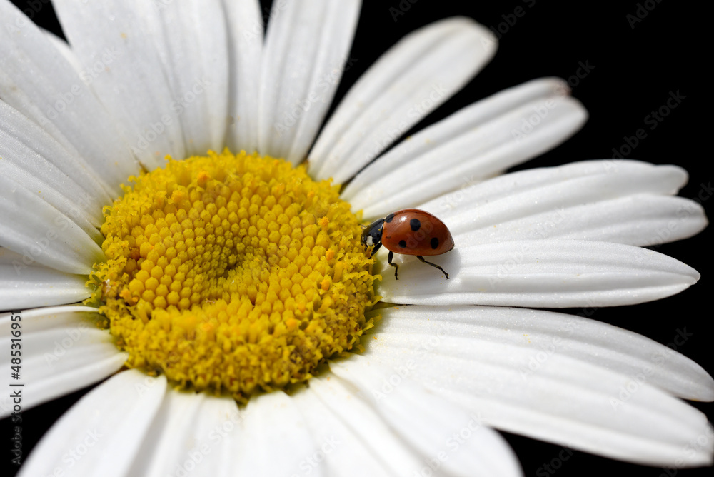 Obraz premium Leucanthemum, vulgare, Coccinella semptempunctata