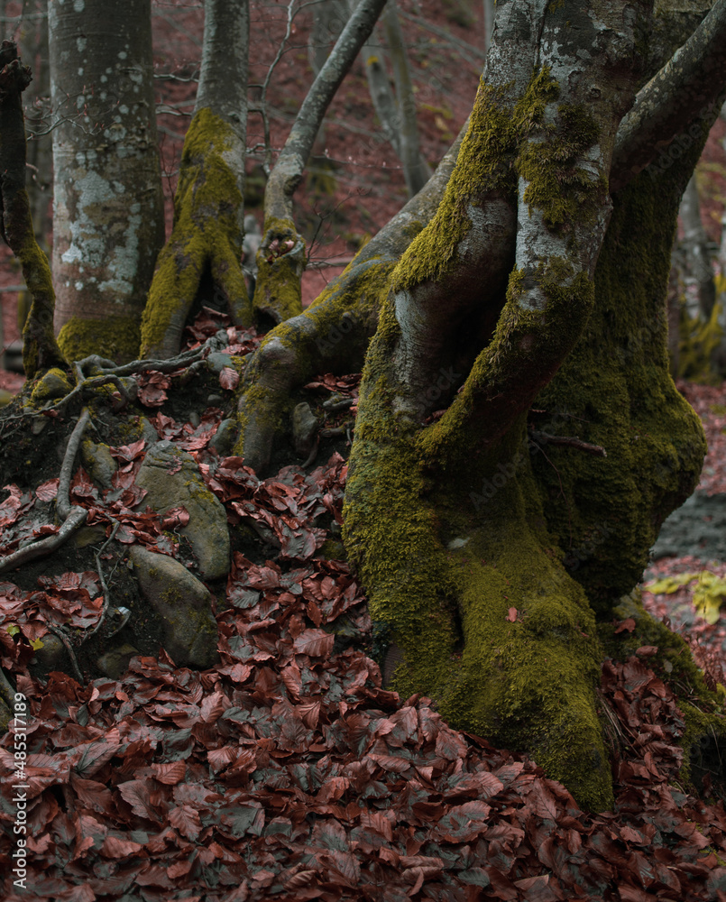 Atmospheric Carpathian Forrest in November Autumn landscape