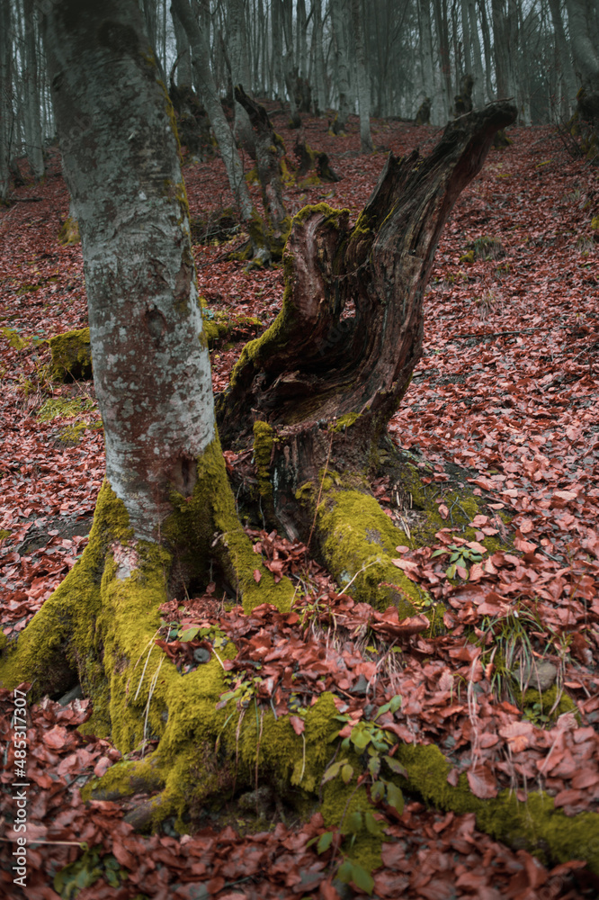 Atmospheric Carpathian Forrest in November Autumn landscape Atmospheric Carpathian Forrest in November Autumn landscape