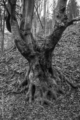 Oak trunk - Carpathian Forrest nature in autumn