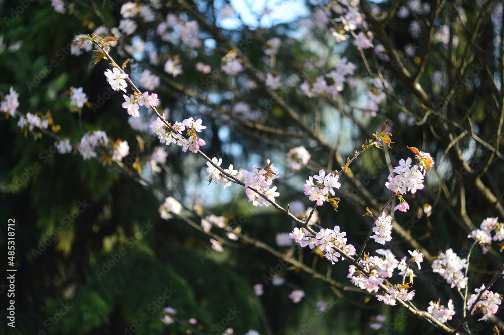 Tender pink cherry flowers in the spring garden. Sakura bloom Tender pink cherry flowers in the spring garden. Sakura bloom