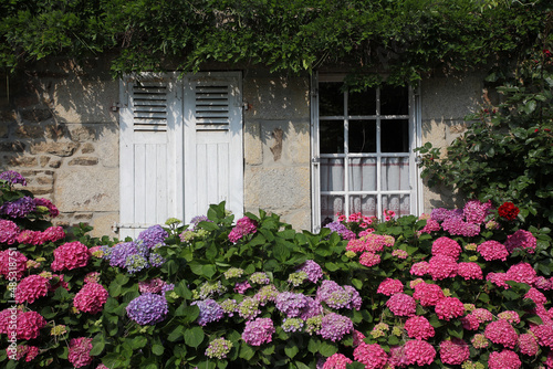 massif d'hortensias devant une fenêtre aux rideaux de dentelle et une fenêtre aux volets fermés © Dominique VERNIER