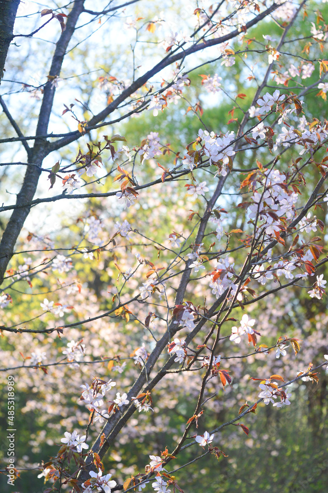 branches of a blooming cherry tree against the blue sky with clouds. tender white and light pink flowers and young green and brown leaves on the thin brunches. Sakura blossom in the spring garden branches of a blooming cherry tree against the blue sky with clouds. tender white and light pink flowers and young green and brown leaves on the thin brunches. Sakura blossom in the spring garden