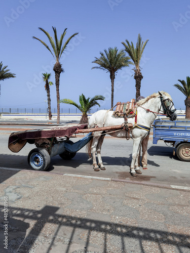 White horse with a cart attached to him in Morocco