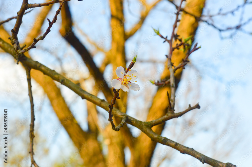 spring cherry tree trunk in soft sunlight, branches with buds and a lonely gentle flower. Sakura blossom in the spring park spring cherry tree trunk in soft sunlight, branches with buds and a lonely gentle flower. Sakura blossom in the spring park