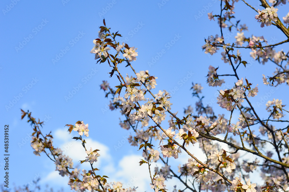 branches of a blooming cherry tree against the blue sky with clouds. tender white and light rose flowers and young green and brown leaves on the thin brunches. Sakura blossom in the spring garden branches of a blooming cherry tree against the blue sky with clouds. tender white and light rose flowers and young green and brown leaves on the thin brunches. Sakura blossom in the spring garden