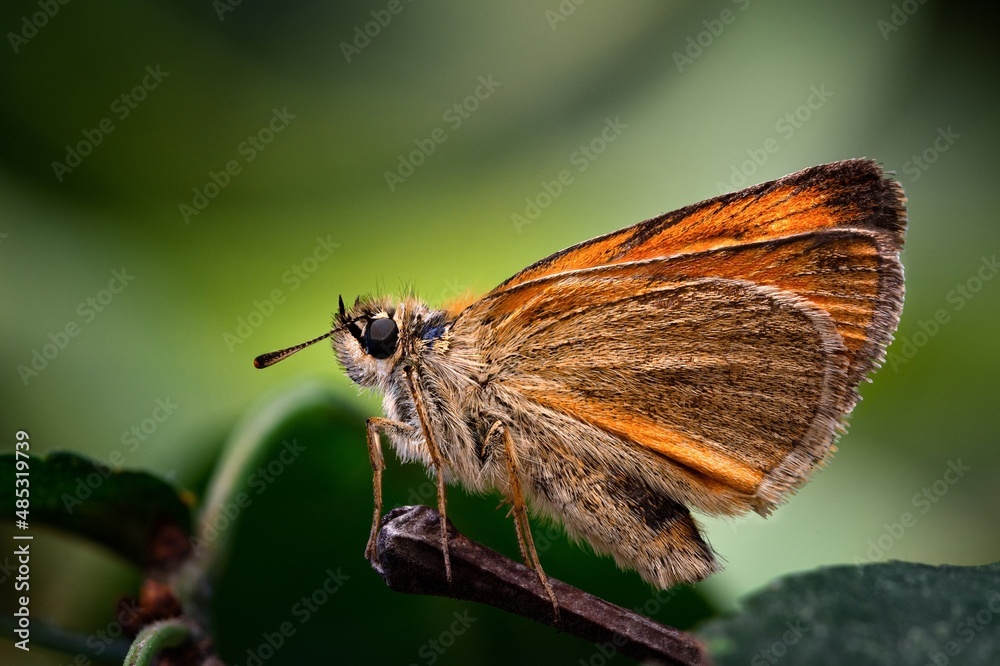 Obraz premium butterfly on a leaf