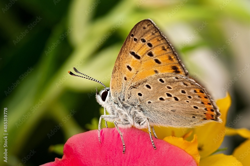 Obraz premium butterfly on a flower