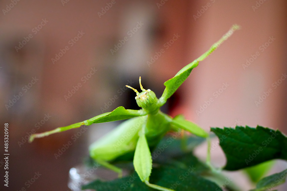 a green walking leaf threatens with raised front legs