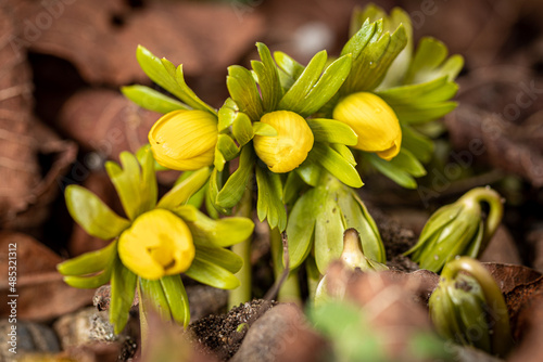 blühende Winterlinge im Februar verkünden den nahenden Frühling