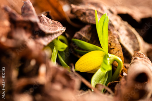 blühende Winterlinge im Februar verkünden den nahenden Frühling
