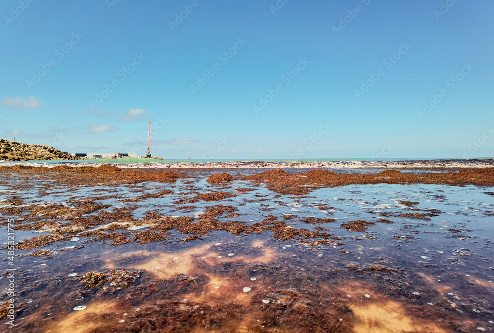 Dirty ocean water with lots of seaweed plants